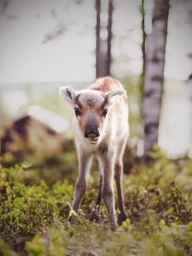 Beautiful Rural Experience With Reindeer Villa Tervola Eksteriør bilde