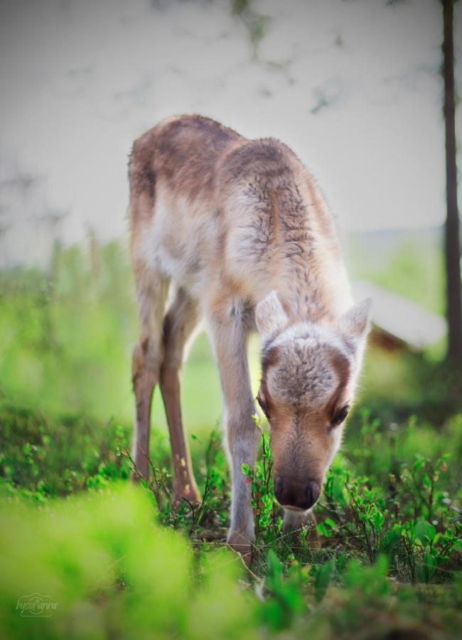 Beautiful Rural Experience With Reindeer Villa Tervola Eksteriør bilde